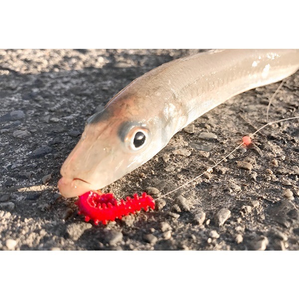 ガルプ！ソルトウォーターイソメ　極太　4インチ